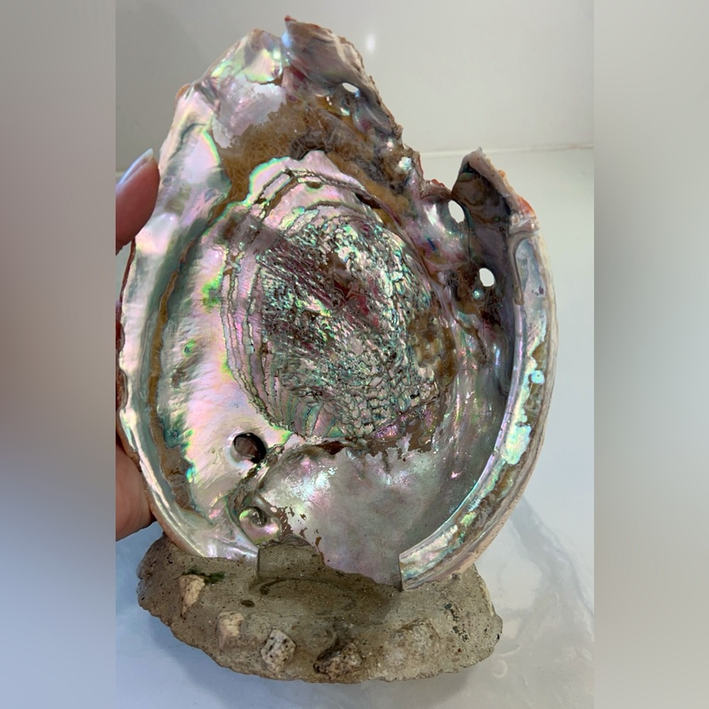 Huge Abalone Piece from Hawaii